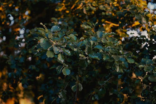 Dark, Green Leaves of Tree