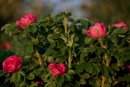 Close up of Roses Shrub