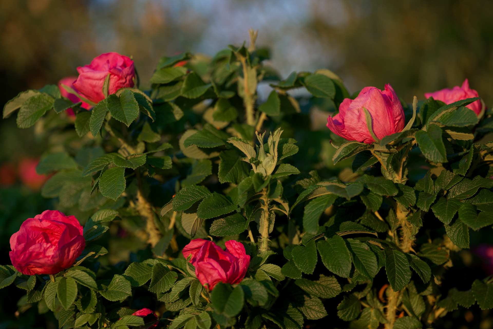 Close-up of vibrant pink roses surrounded by lush green leaves in natural sunlight.