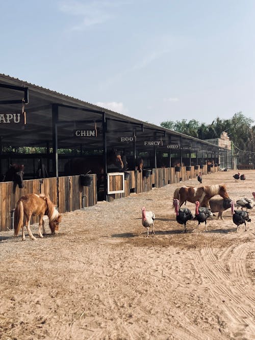 at, hayvancılık, siyah at içeren Ücretsiz stok fotoğraf