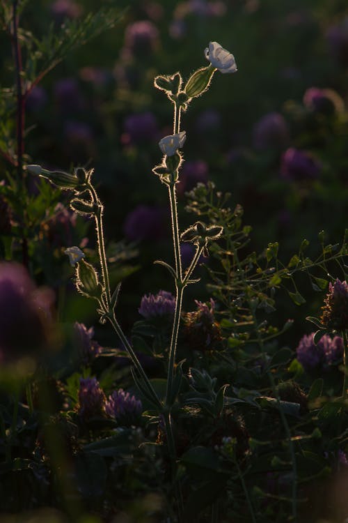 Immagine gratuita di fiori, focus selettivo, fresco