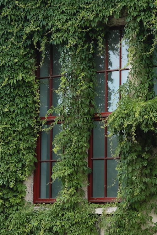 Kostnadsfri bild av byggnad, fönster, grön