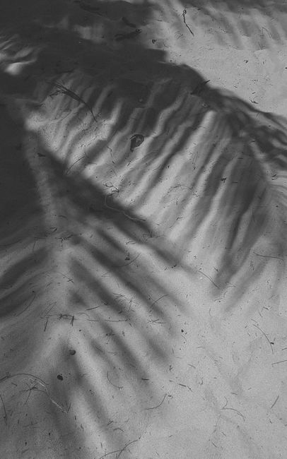 Shadow of palm leaves casting intricate patterns on sandy surface in black and white.