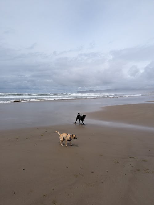 Foto profissional grátis de @exterior, à beira-mar, aceita animais de estimação