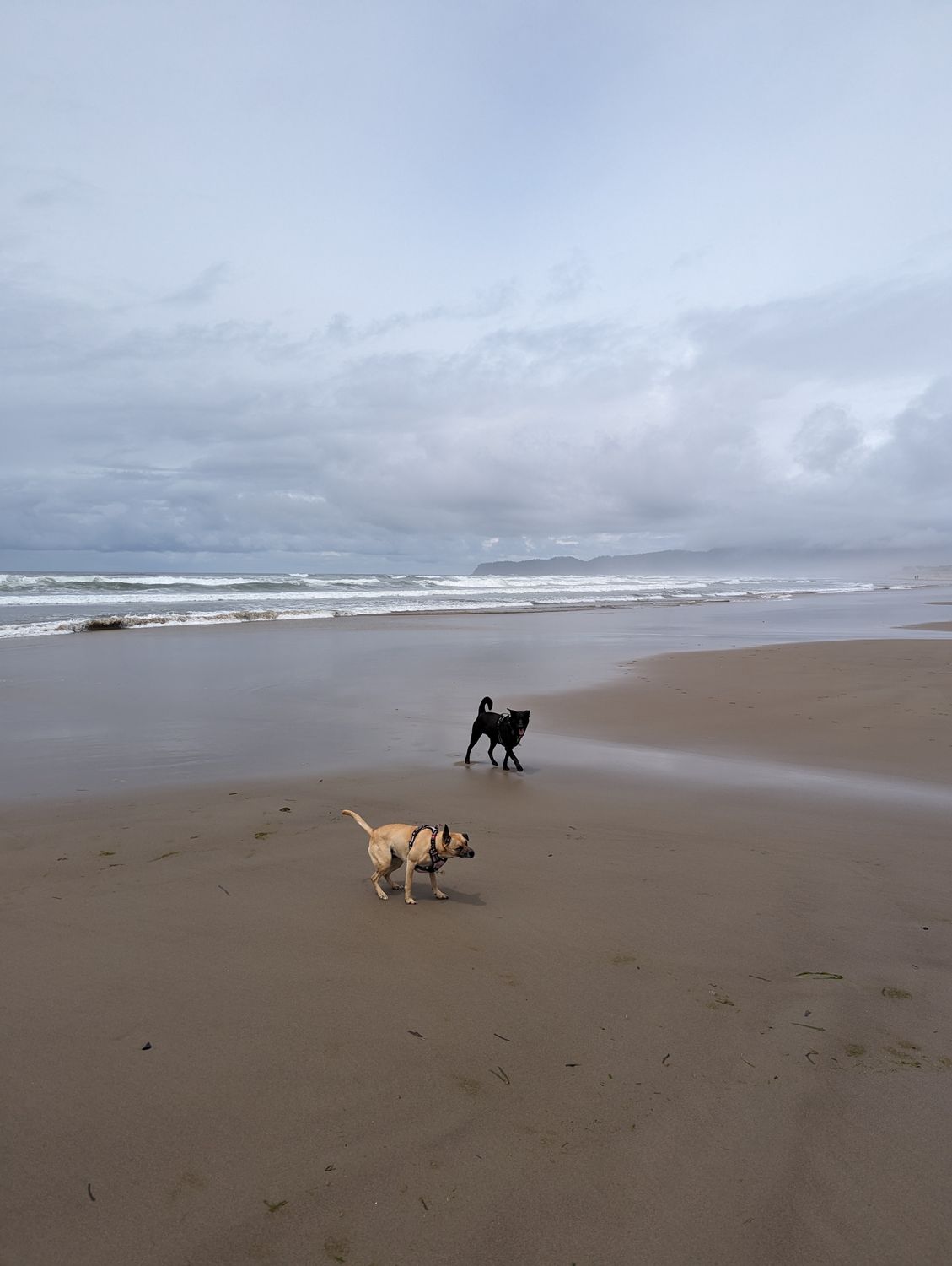 Dog playing fetch on a Pacific coastline beach