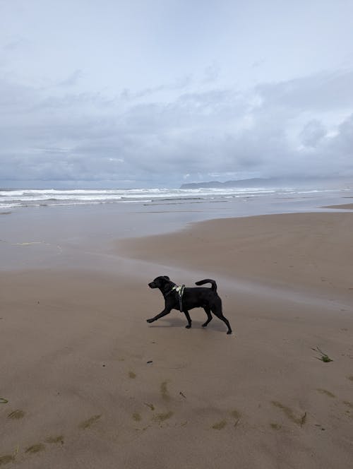 Foto profissional grátis de @exterior, à beira-mar, aceita animais de estimação