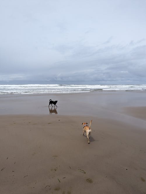 Foto profissional grátis de @exterior, à beira-mar, aceita animais de estimação