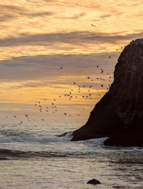 Birds Flying over Rock Formation on Sea Shore at Sunset