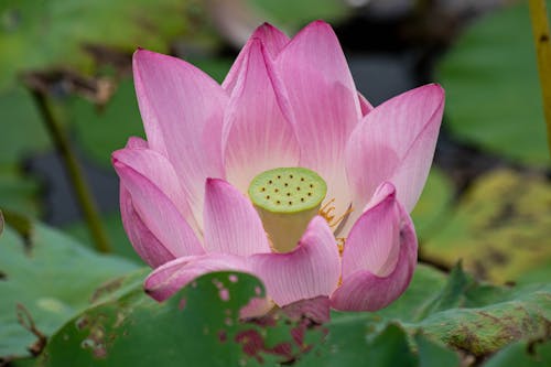Water Lily with Stamen