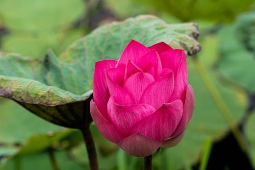 Immagine gratuita di avvicinamento, fiore, fiore di loto