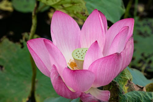 Flowering Lotus with Stamen