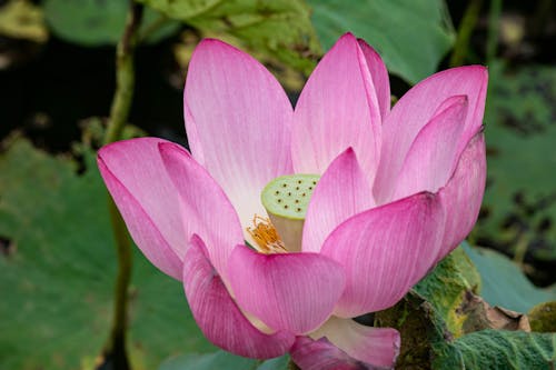 Kostnadsfri bild av blommande, lilja, lotusblomma