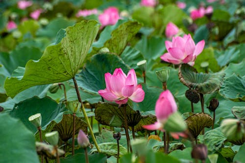 Foto profissional grátis de canteiro de flores, flor, florescimento