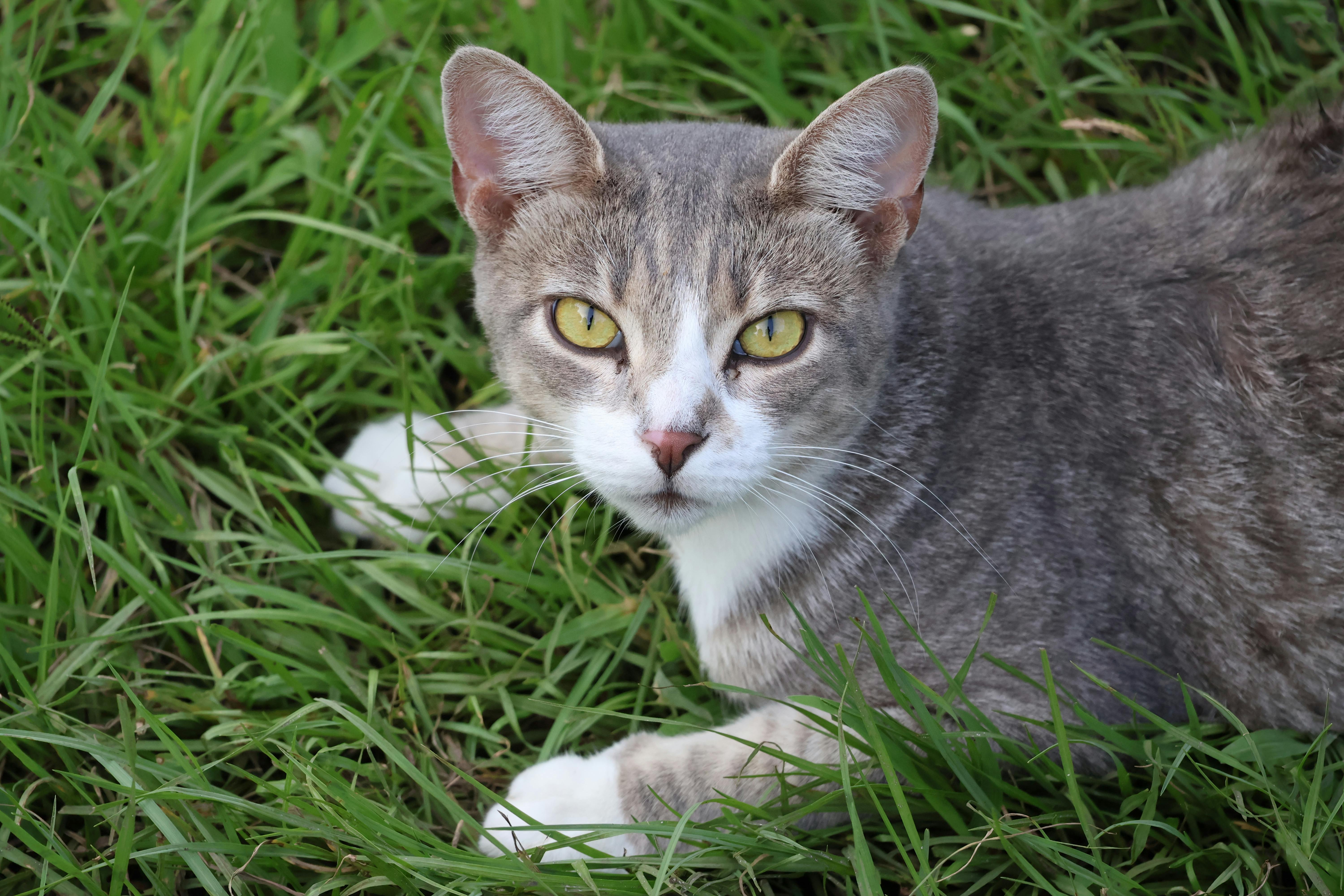 A cat lying down free stock photo
