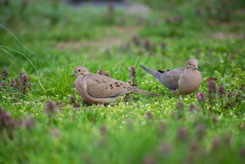 Foto stok gratis alam, burung-burung, fokus selektif