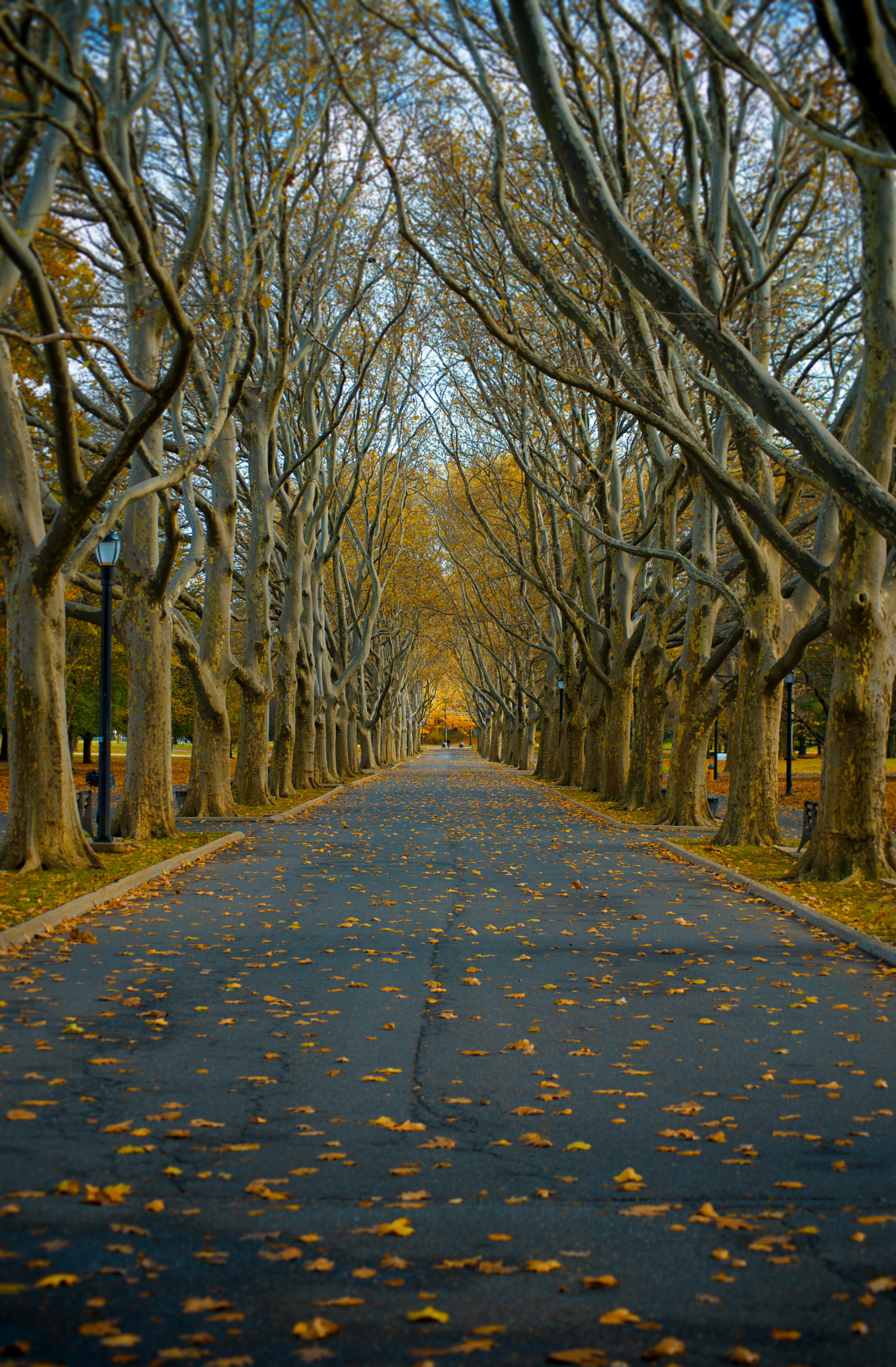 Peaceful rural road in fall with bare trees lining the pathway, covered in autumn leaves.