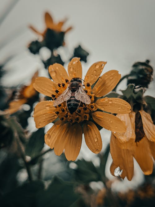 Foto d'estoc gratuïta de enfocament selectiu, estam, flor