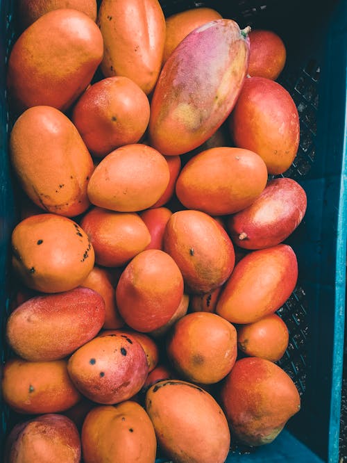 Free stock photo of mango, net