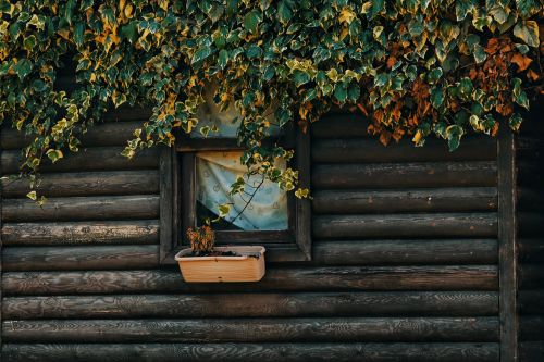 Free A rustic wooden wall with a window surrounded by lush green ivy plants and a flower pot. Stock Photo
