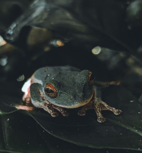 Free A detailed view of a frog resting on a leaf, showcasing the natural habitat in Tlacuilotepec, Mexico. Stock Photo