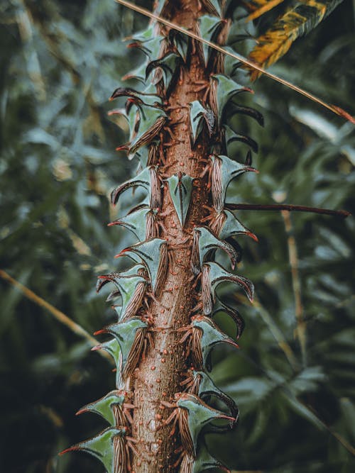 垂直ショット, 枝, 植物の無料の写真素材