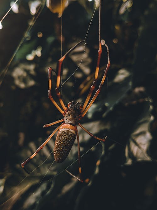 Golden Silk Spider Weaving a Web