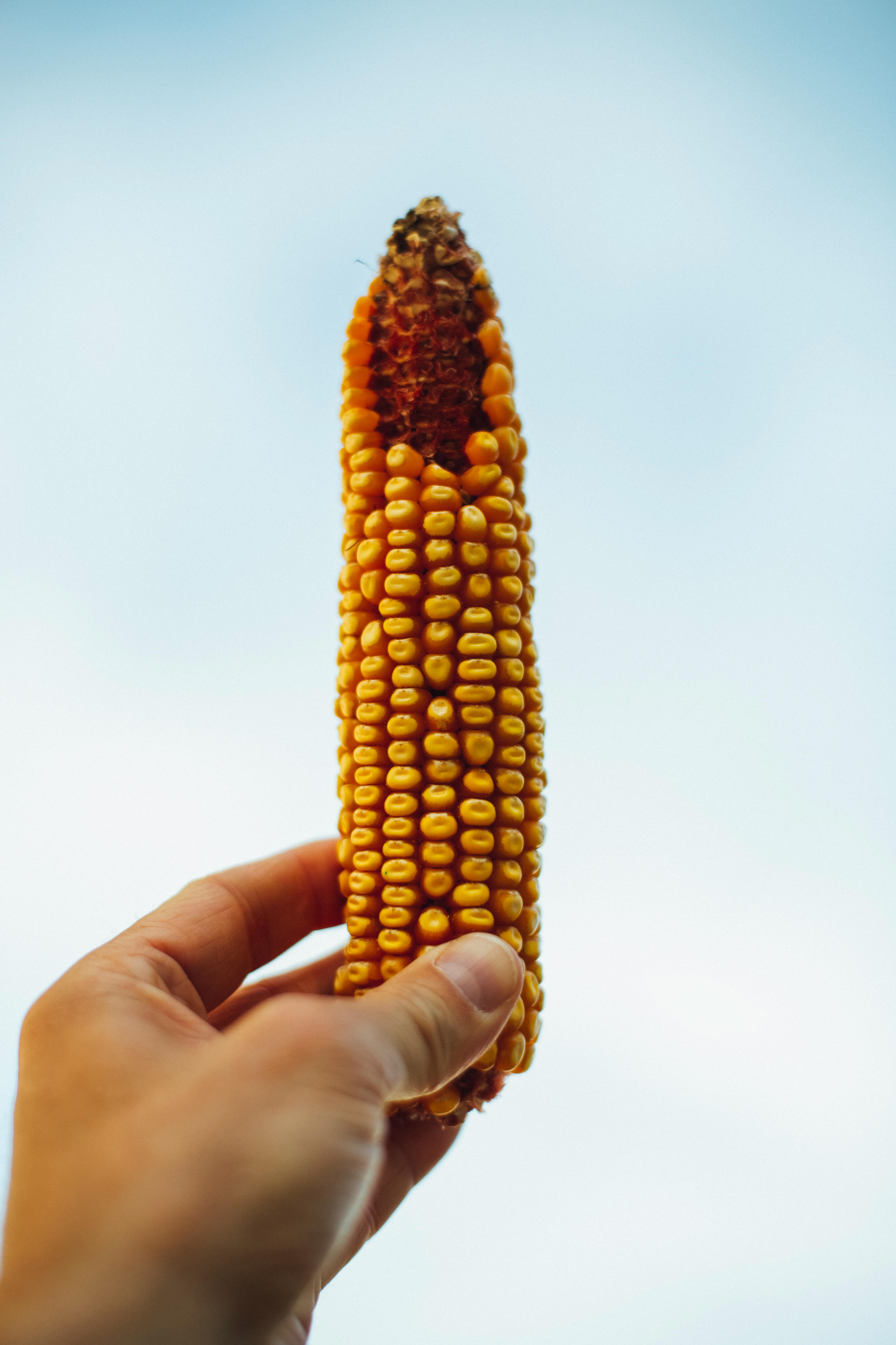 corn-cob-free-stock-photo