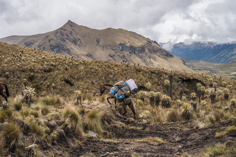 Best Day Tour to Floreana Island with Snorkeling and Fishing Review 2026 - A pack mule carrying supplies through a rugged mountain grassland landscape.