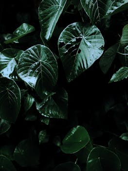 Close-up of dark green tropical leaves with dew, showcasing nature's vibrant texture and detail.