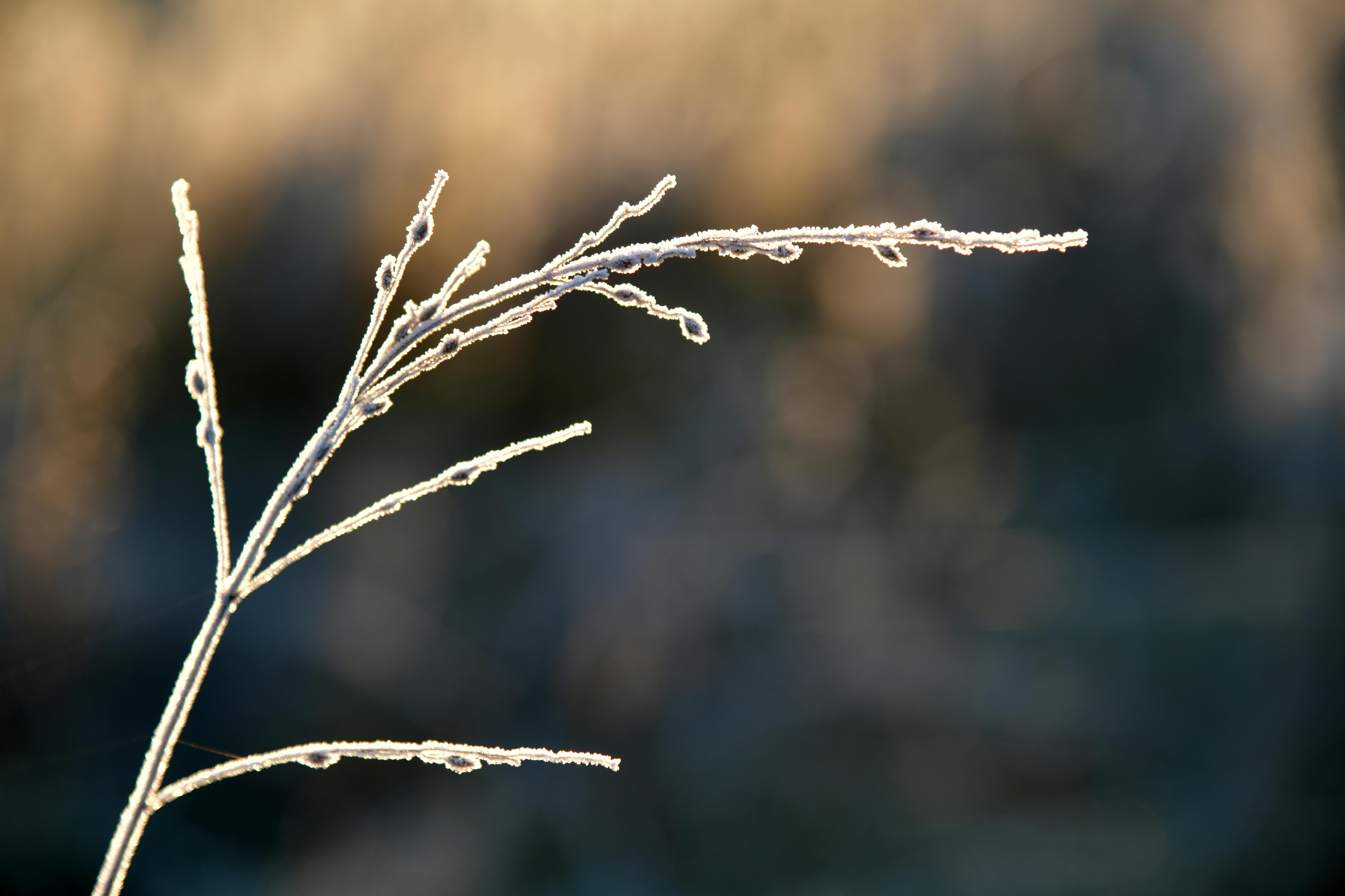 Free stock photo of frost, plant, winter