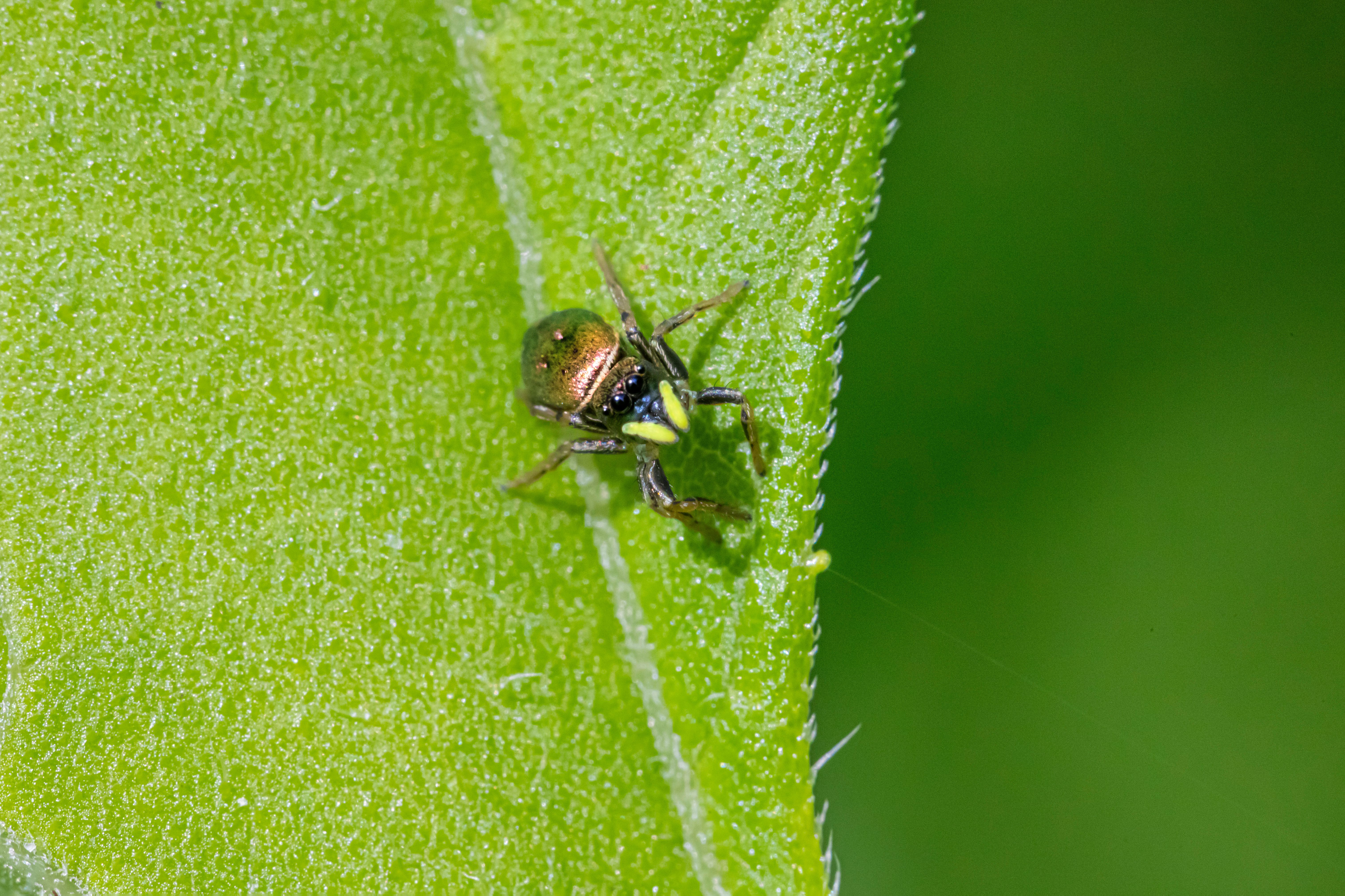 Close up of a Spider on a Leaf · Free Stock Photo