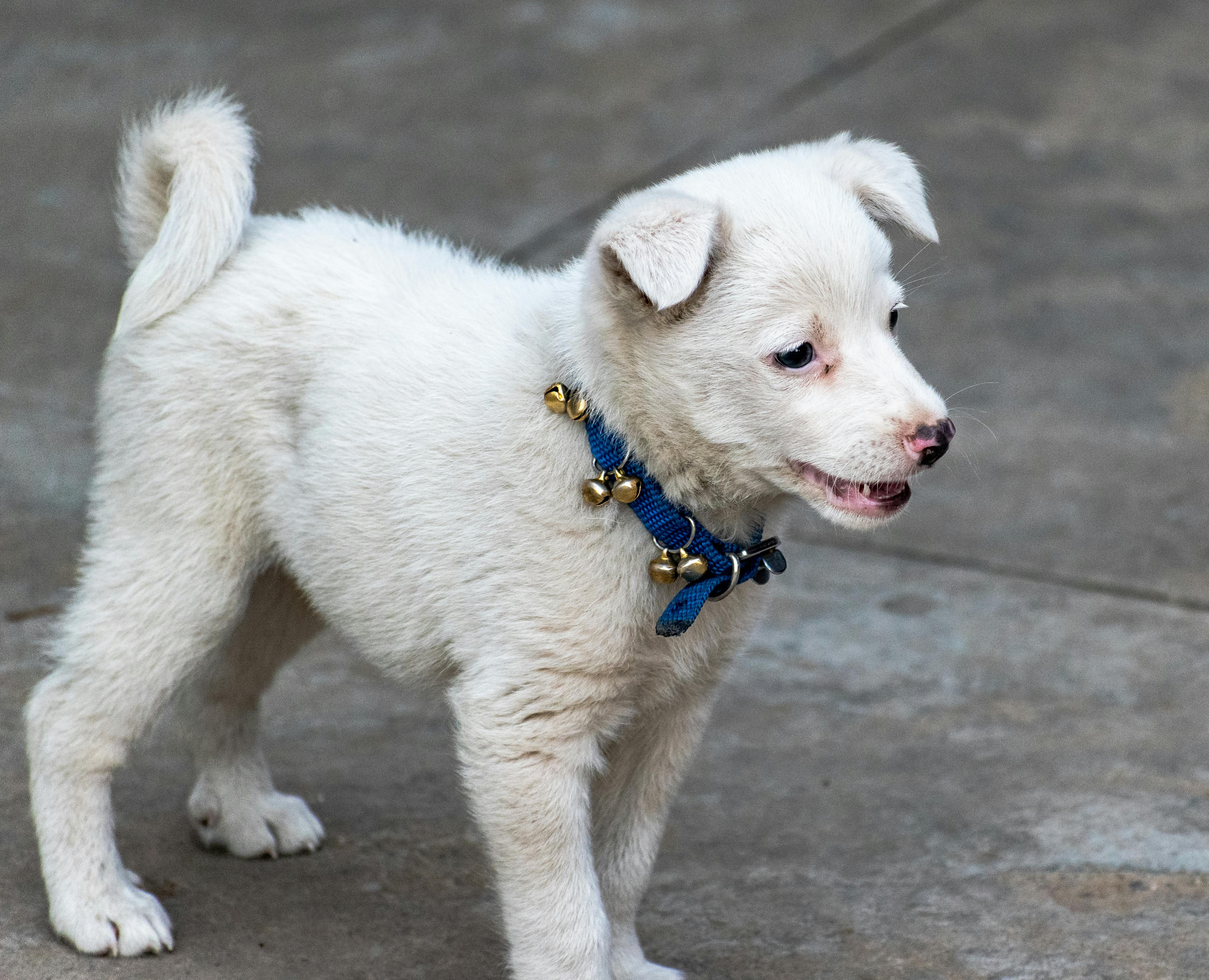 Pet care: Solving puppy tooth troubles and grooming gaffes — Photo by Rajesh S  Balouria on Pexels