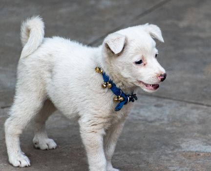 A delightful close-up of a playful white puppy wearing a blue collar decorated with bells, standing on a sidewalk.