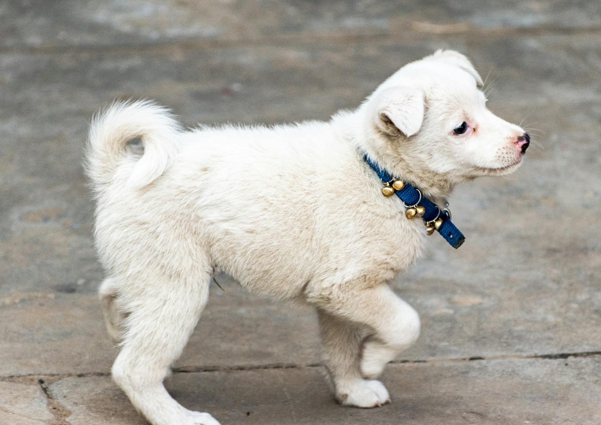 A Puppy Outdoors