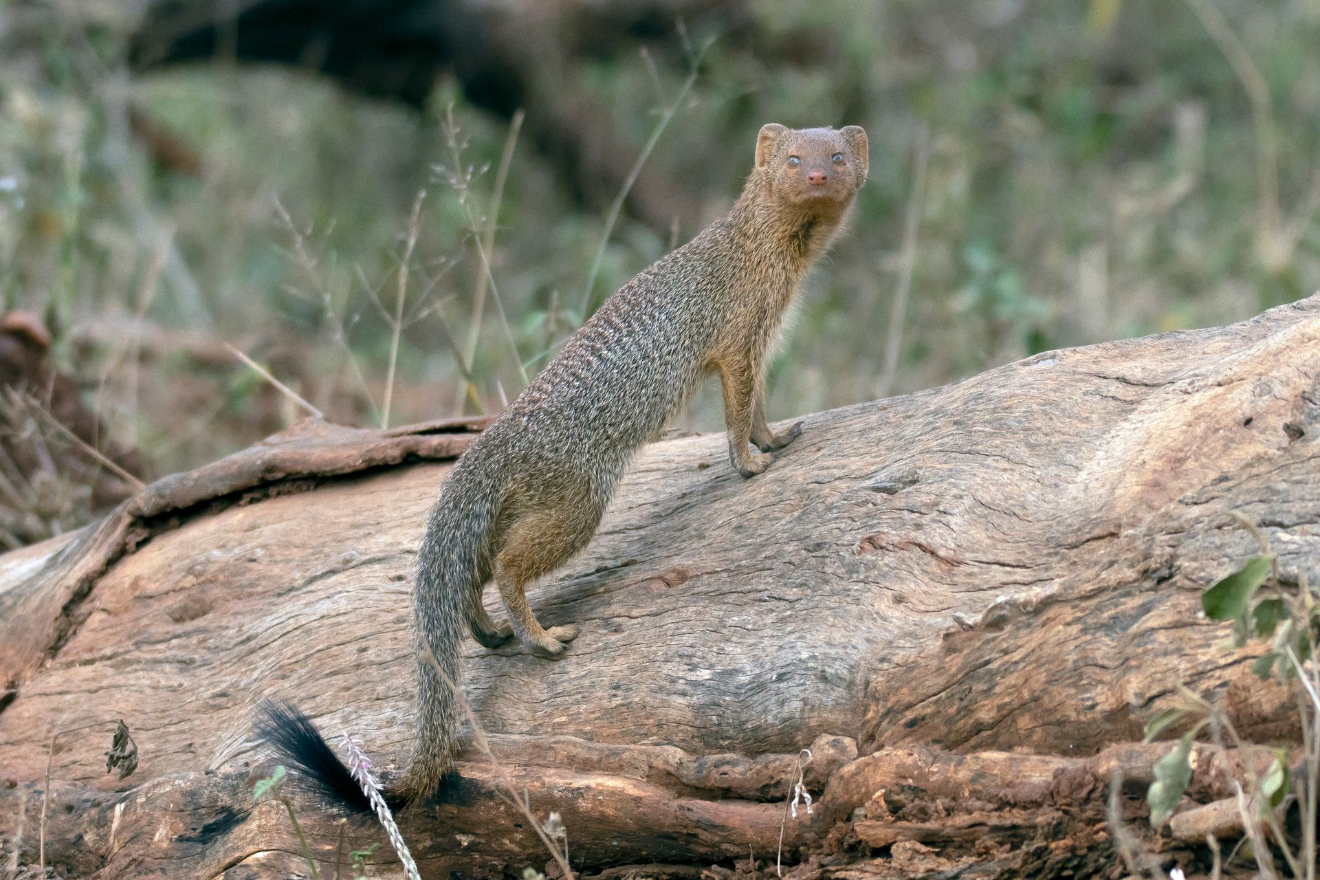 Mongoose on a Tree Log