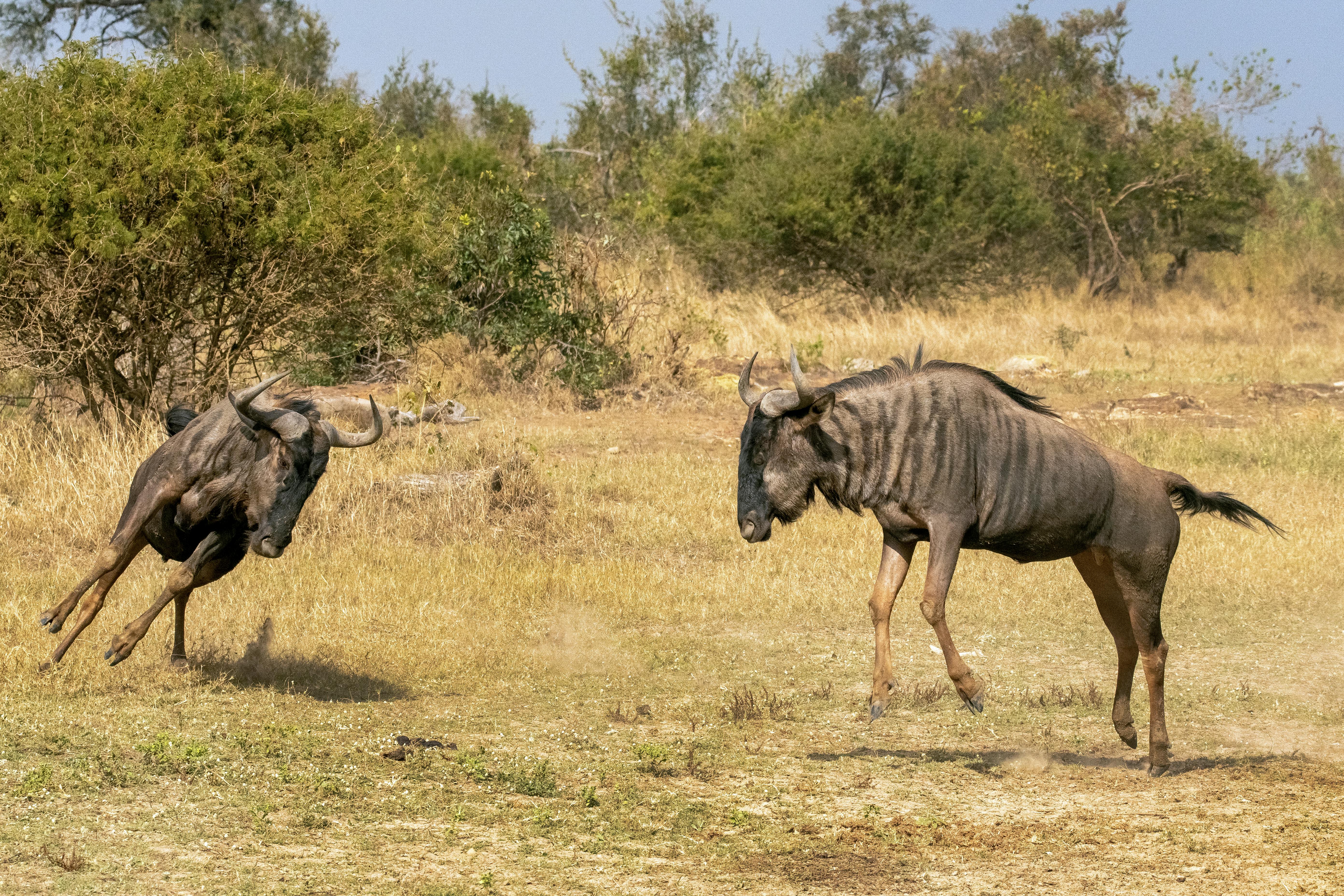 grátis Foto profissional grátis de @exterior, África, antílope zebra Foto profissional