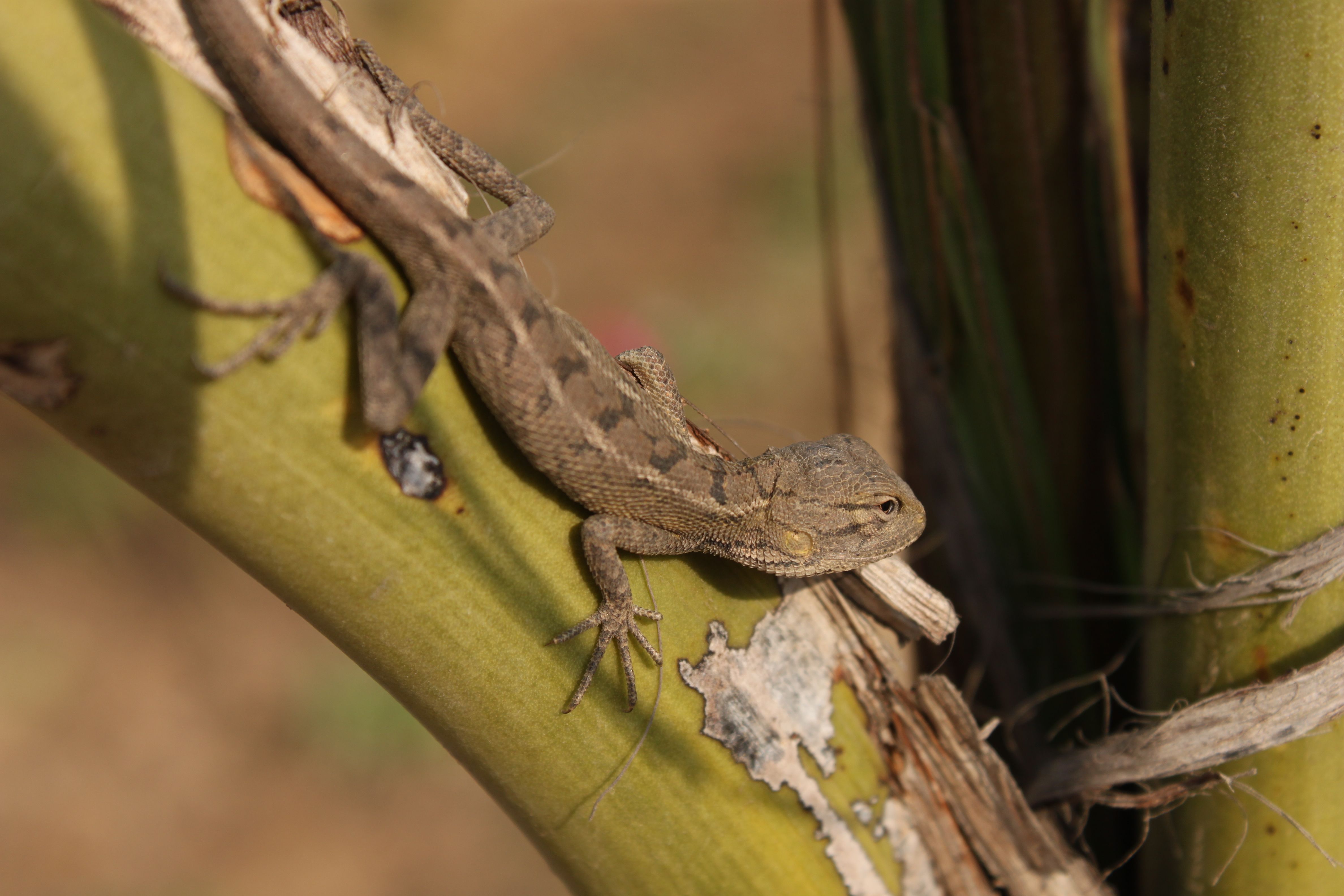 Meet the Emerald Dragon Lizard That Turns Black When Scared