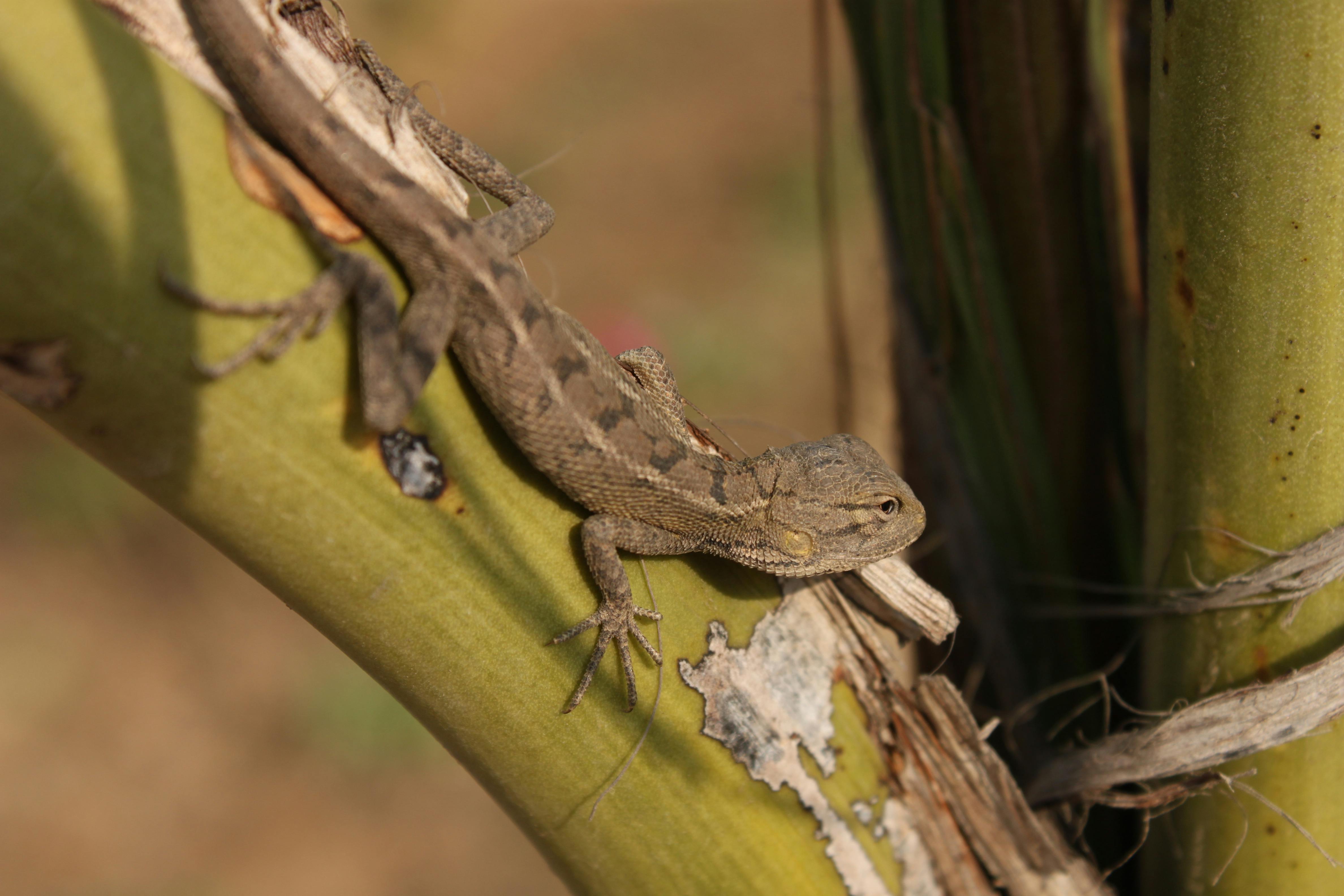 Domestic Lizard Photos, Download The BEST Free Domestic Lizard Stock ...