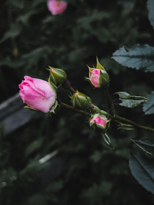 Rose in Garden