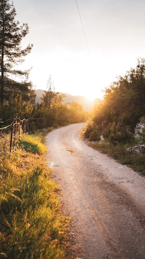 Foto d'estoc gratuïta de bosc, camí de carro, capvespre