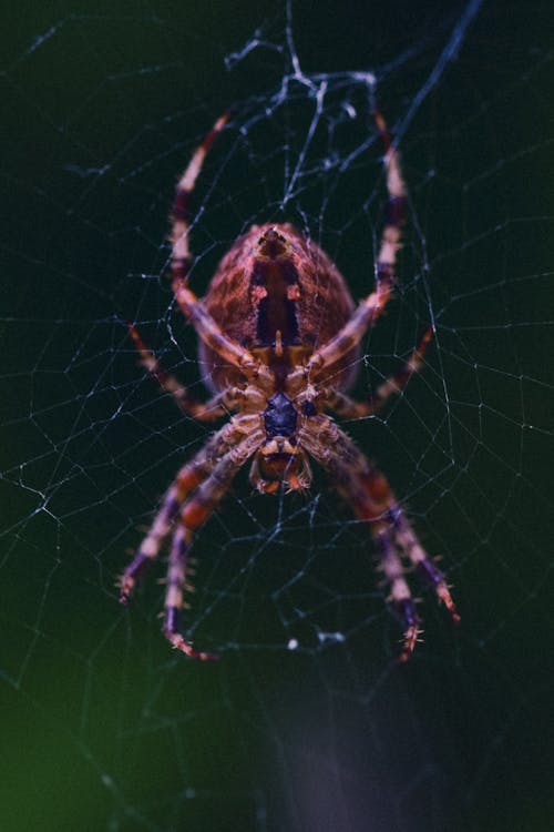 araneus diadematus, bahçe örümceği, dikey atış içeren Ücretsiz stok fotoğraf