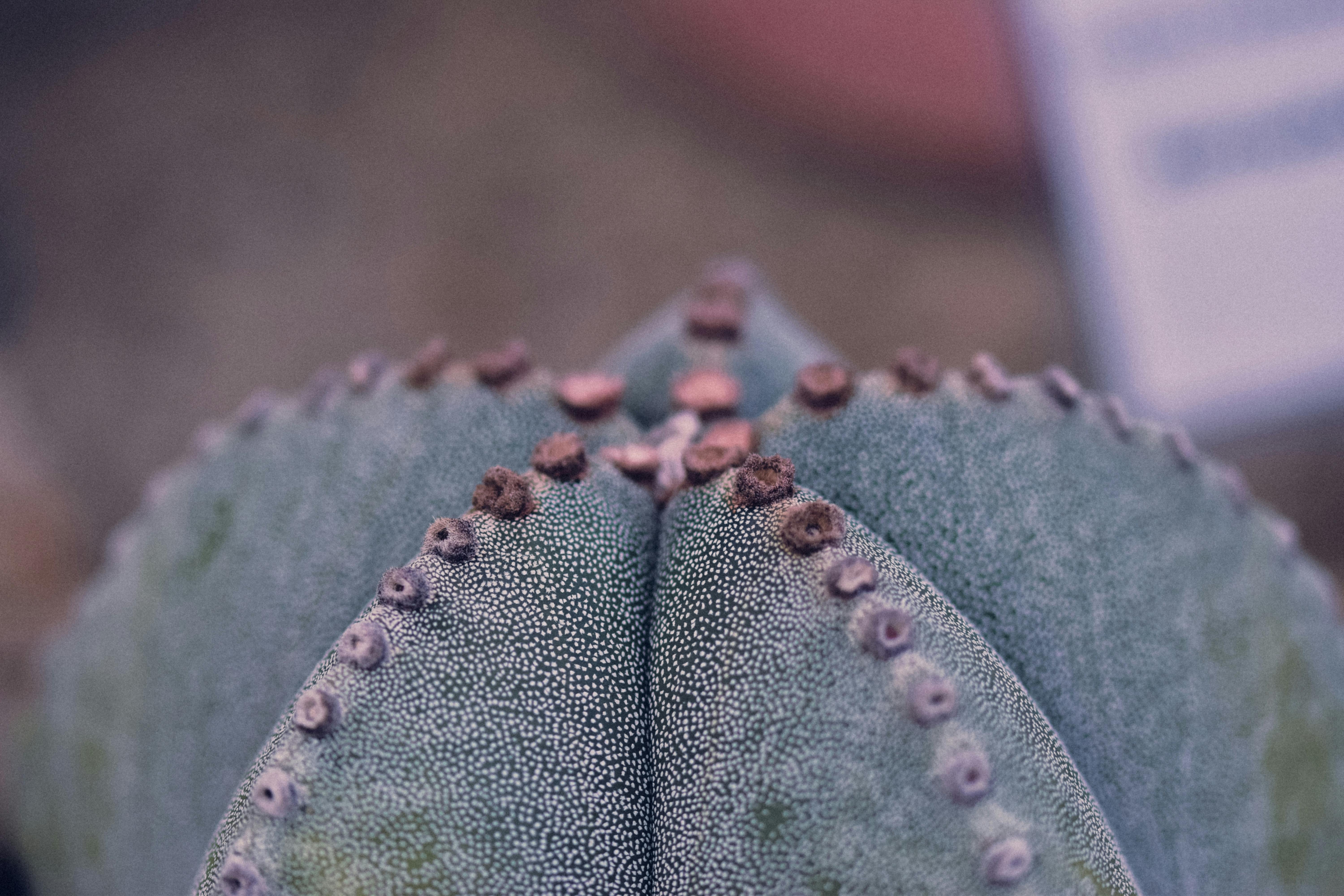 Eradicating Thrips from Your Indoor Plants: A Step-by-Step Organic Treatment and Prevention Guide for Houseplants