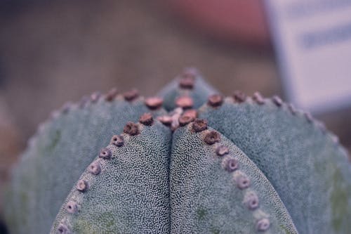 Close-up of Astrophytum Myriostigma Cactus 