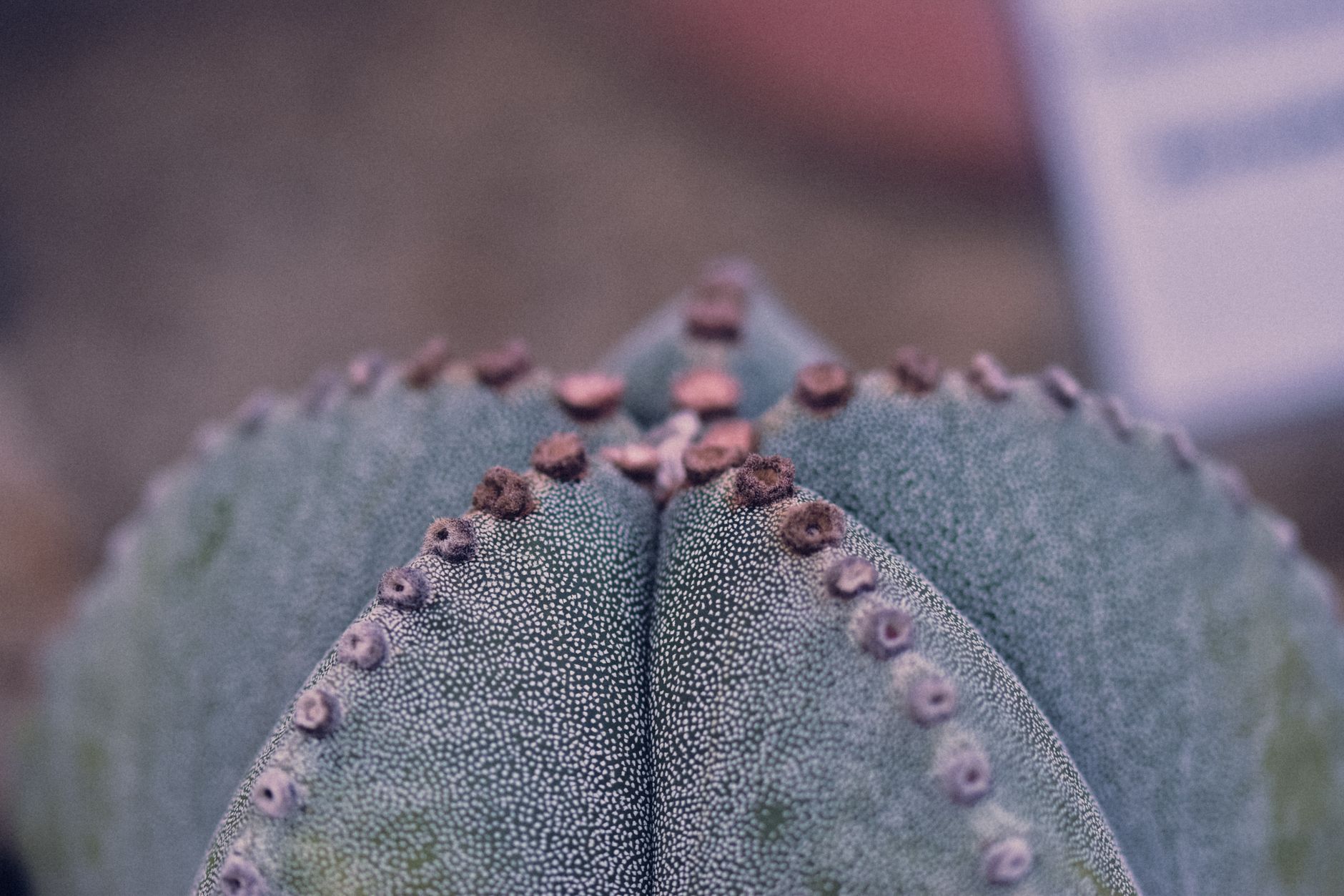 Eradicating Thrips from Your Indoor Plants: A Step-by-Step Organic Treatment and Prevention Guide for Houseplants