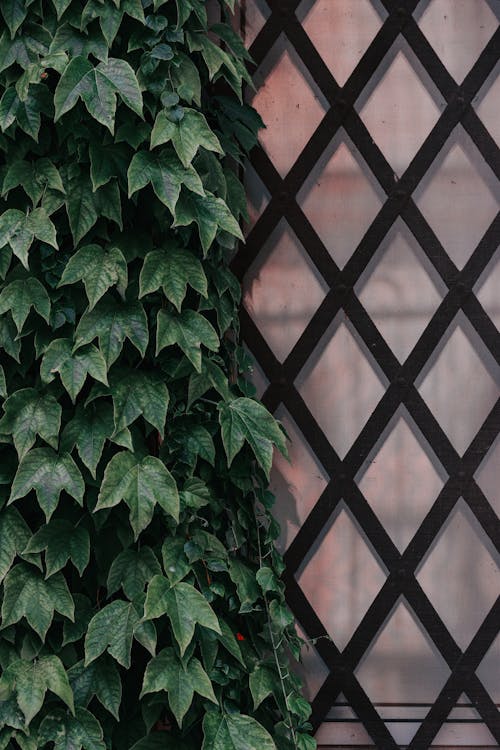 Ivy Growing on a Wall 