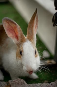 rabbit photo