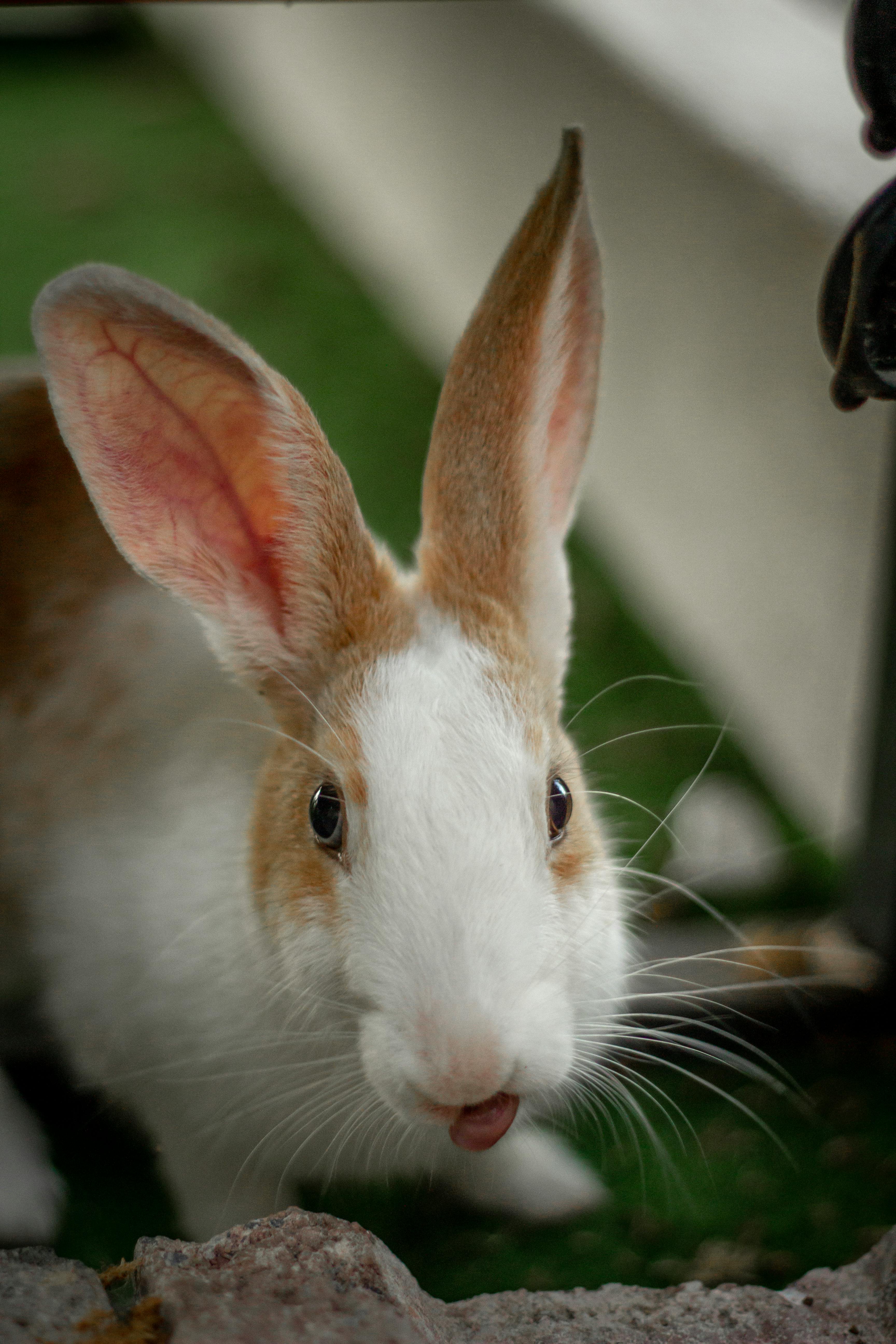 Beige Rabbit Resting on Green Grasses during Daytime · Free Stock Photo