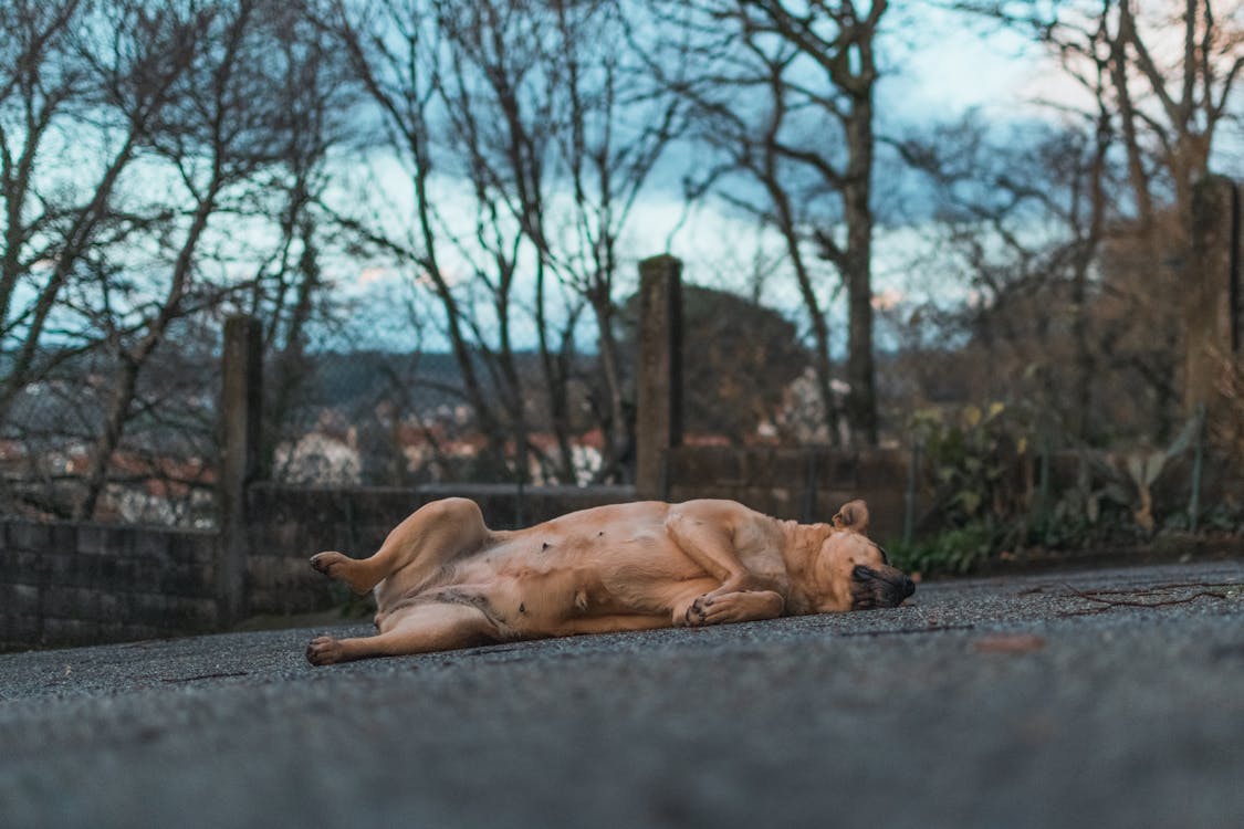 Free Photo of Brown Dog Lying on Concrete Stock Photo