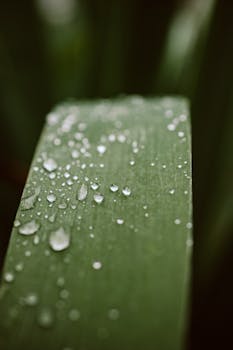 Close-up of a leaf with dew droplets, showcasing nature's purity and elegance.