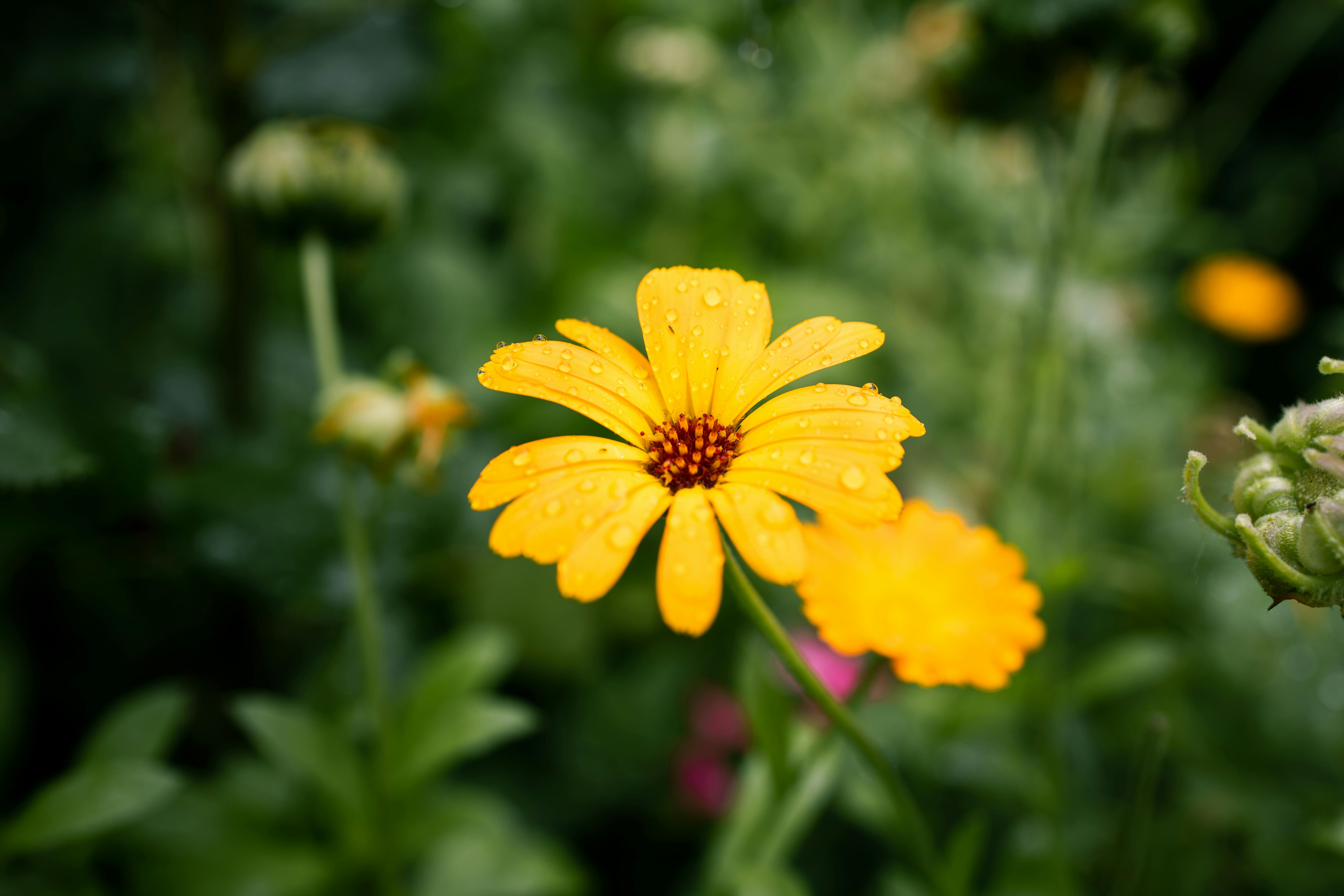 gardening for beginners